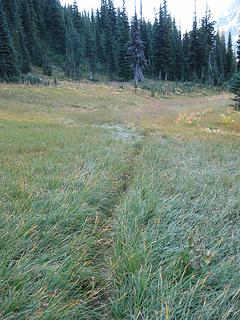 trail thru a meadow