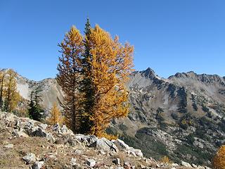 Carne Mountain larch and the Entiat Mountains