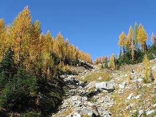 High Route larch