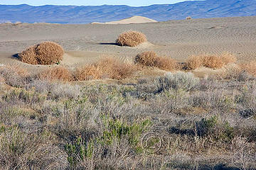 Sagebrush in the Desert