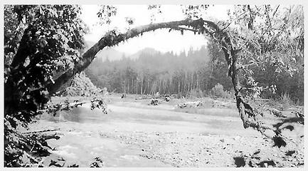 Smith Place - Queets Valley - ca. 1929 - view west from vicinity of Smith Place - photo courtesy L. Vaughan
