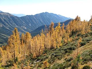 Carne Mountain larch