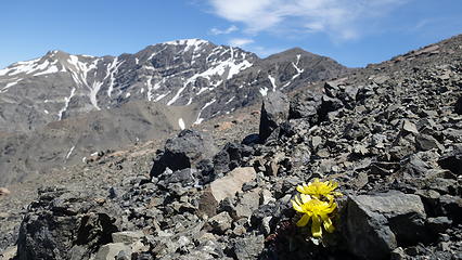 Beautiful flowers growing in the talus
