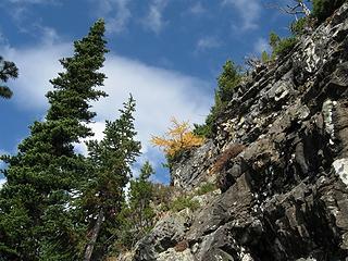 The Lone Larch