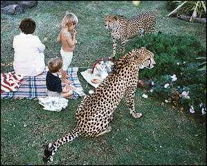 Graeme sitting with his granny, cousin Mitchell and the cheetahs on the ranch in Zimbabwe. Graeme was about to turn 3.