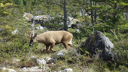 Rare sighting of a Heumel; This is the only large wild animal we saw in Patagonia