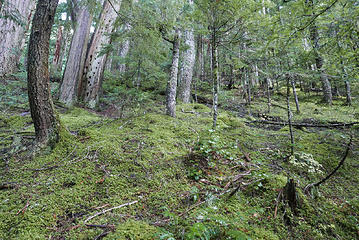 Part of the understroy on this slope was mostly moss. Higher up it was mostly sallal.