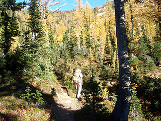 Heading into a grove of larches